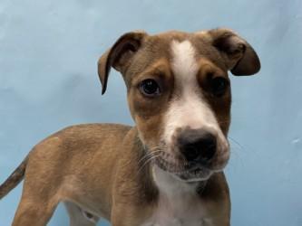 Butch, Adoptable, Puppy Male Pit Bull Terrier & Mixed Breed.