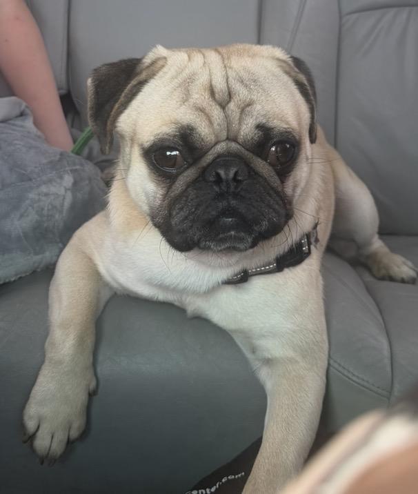 Milow, Adoptable, Young Male Pug.
