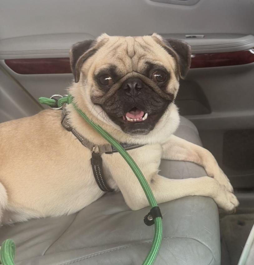 Enlarge Milow, a Adoptable Pug in Naperville, IL image 5/6