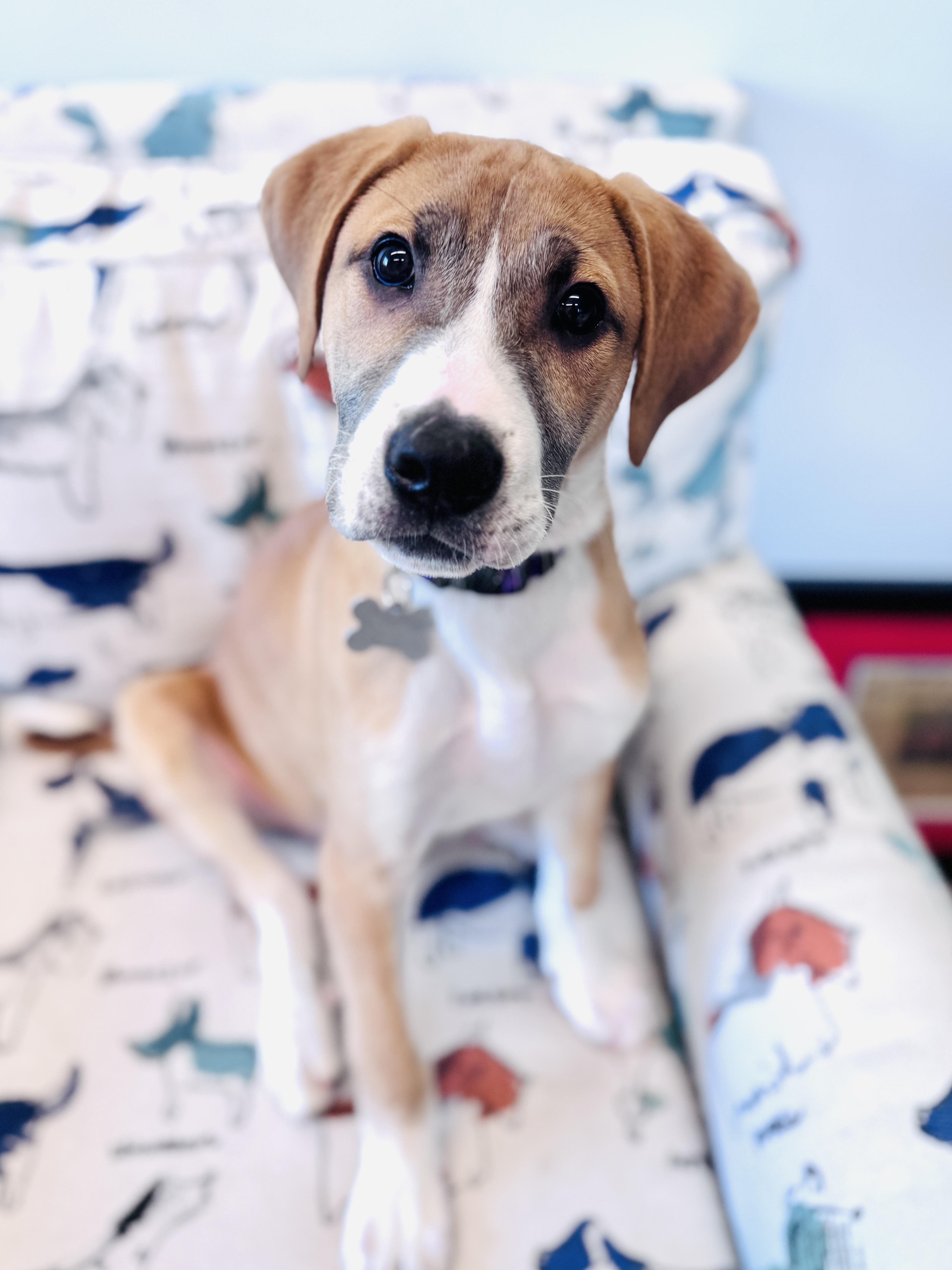 Enlarge Paul, an adopted mixed breed in Palatine, IL image 2/6