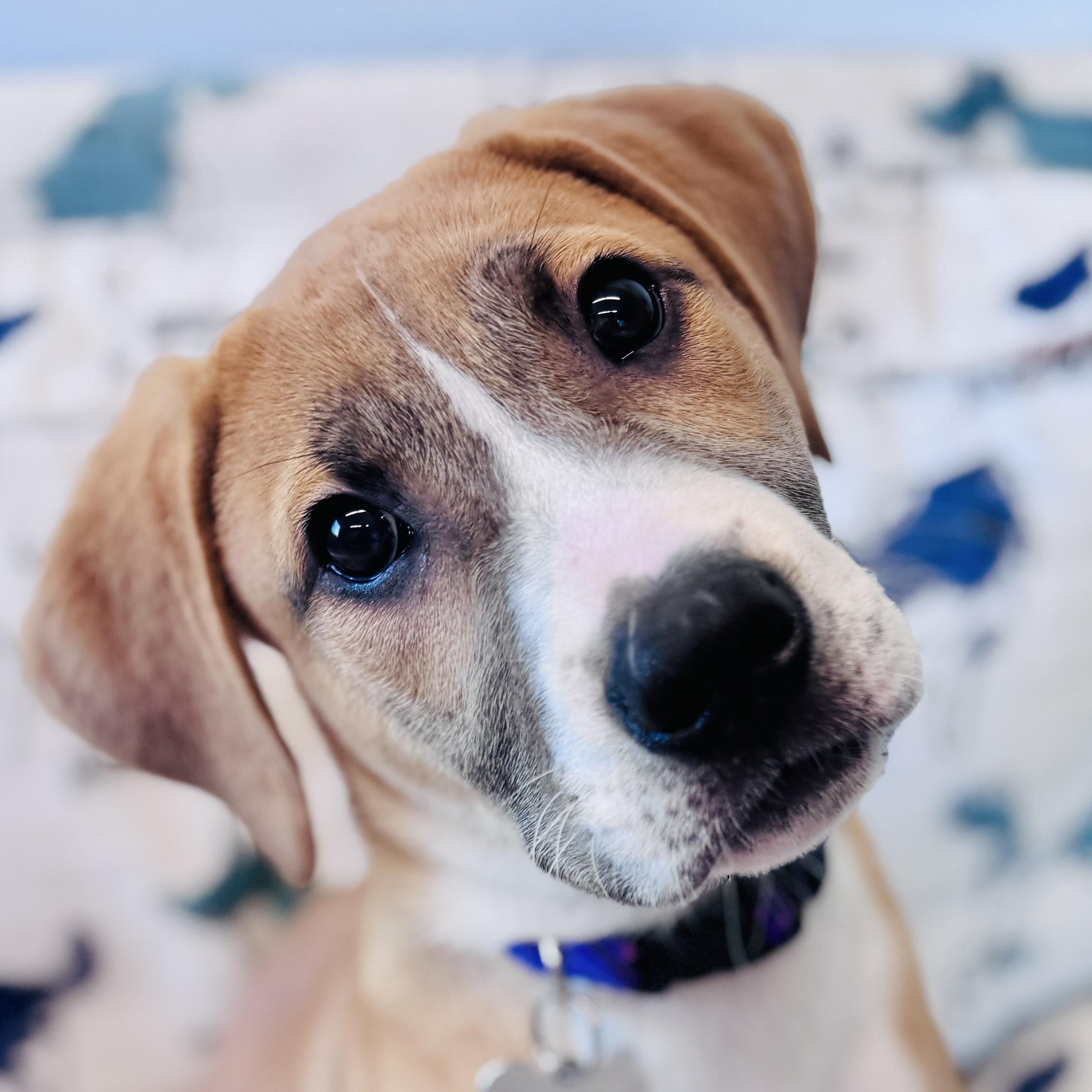 Paul, adopted, Puppy Male Hound & Mixed Breed.