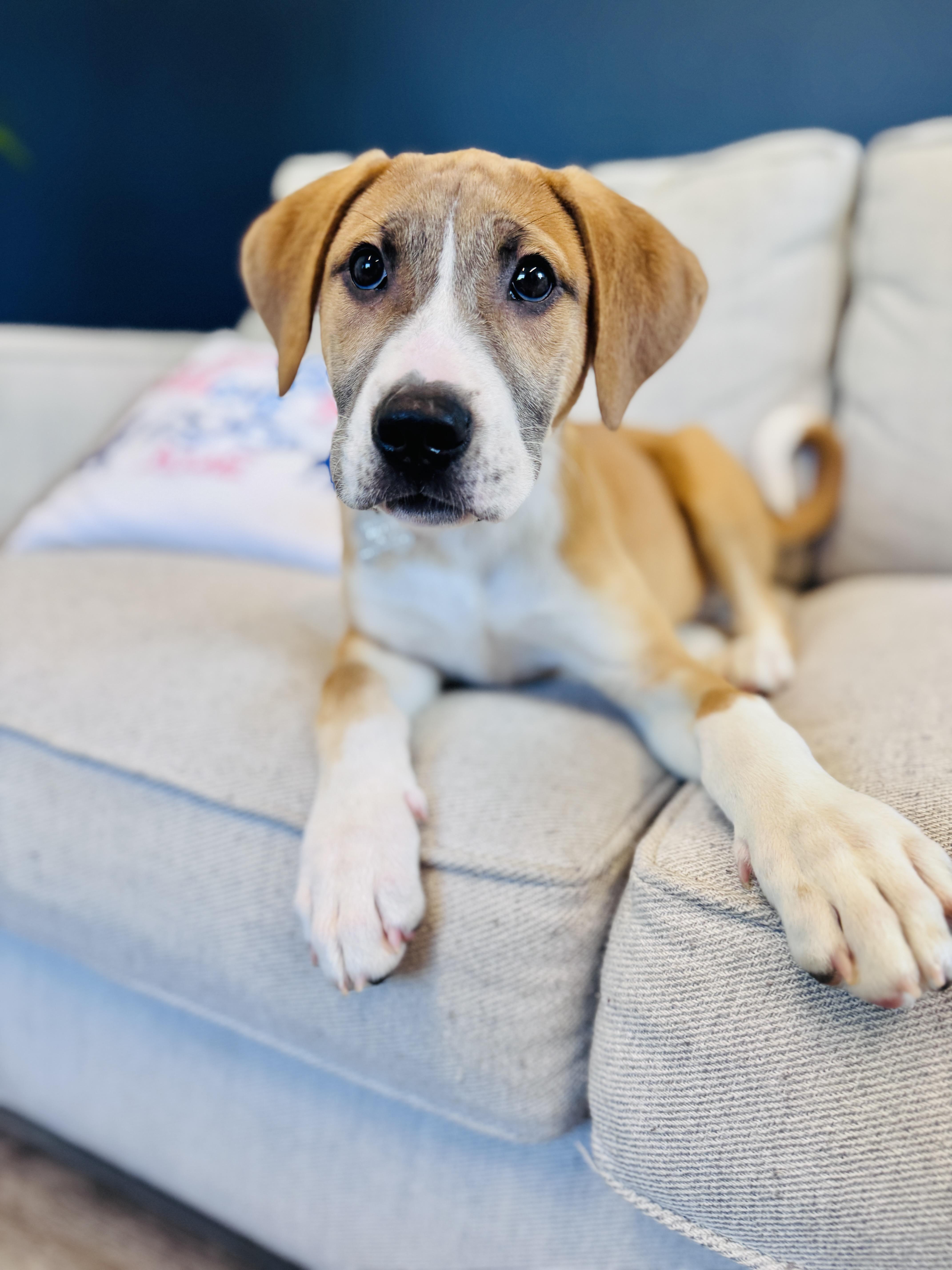 Enlarge Paul, an adopted mixed breed in Palatine, IL image 5/6