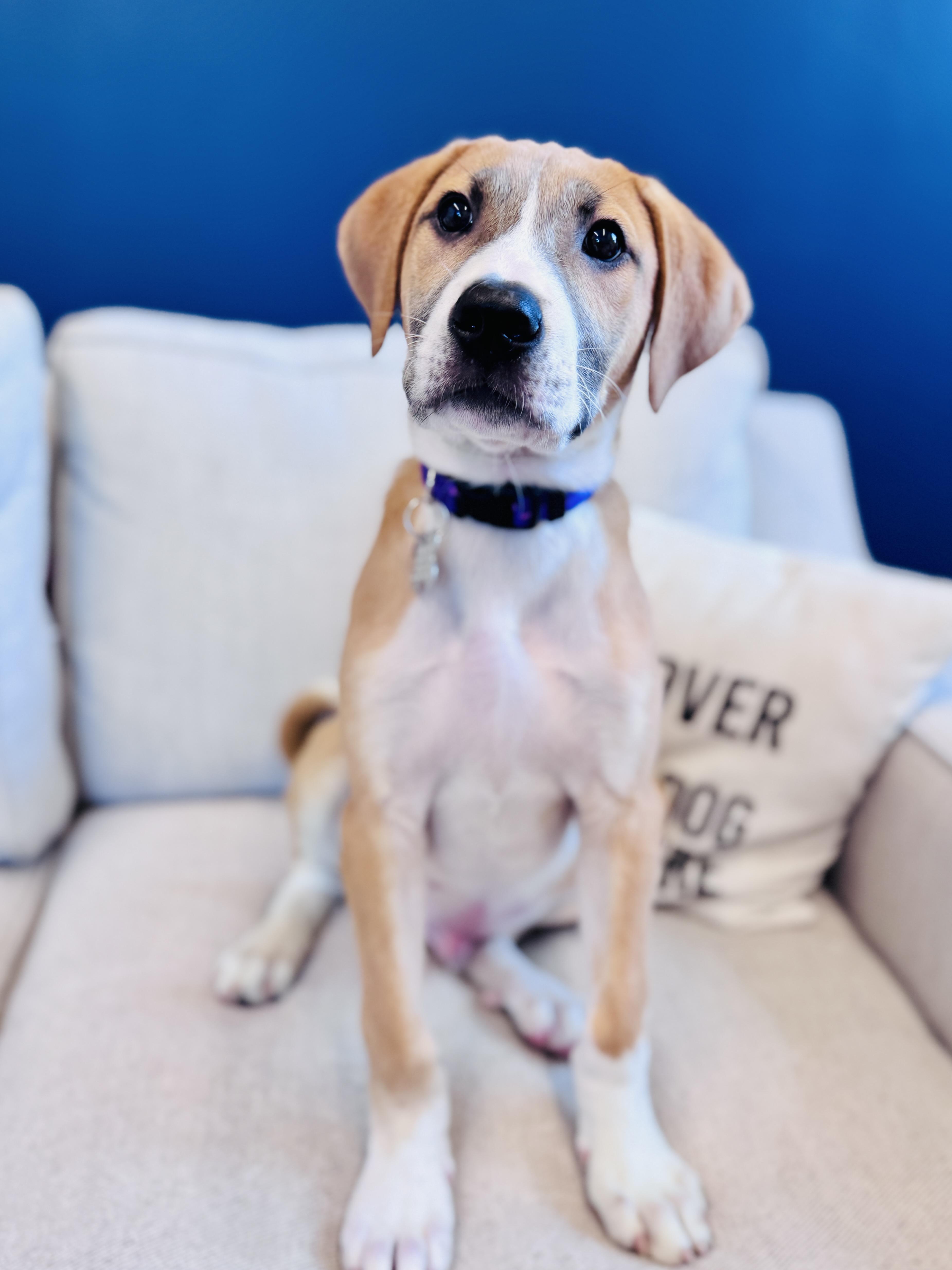Enlarge Paul, an adopted mixed breed in Palatine, IL image 4/6