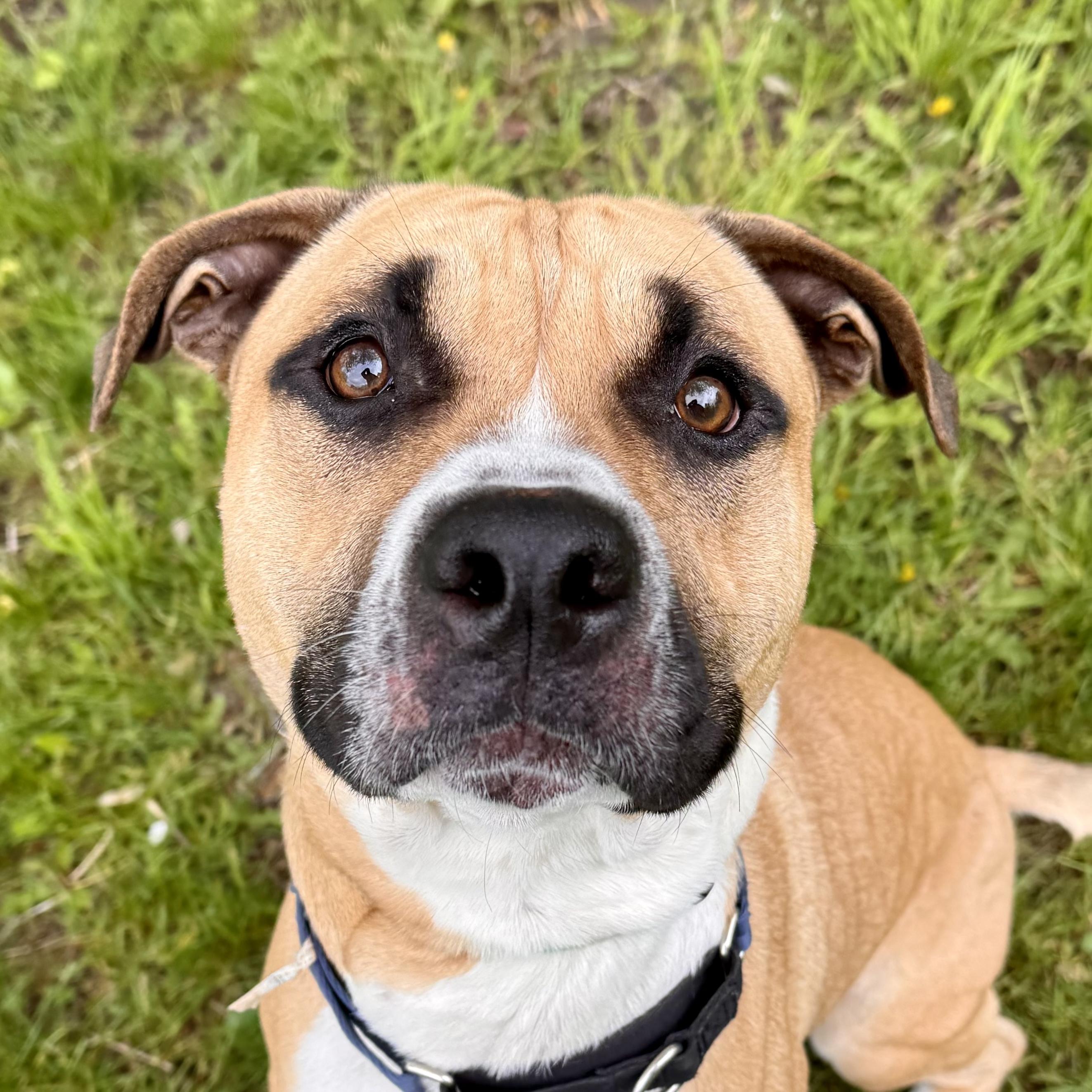 Webby, a ADOPTABLE mixed breed in Midland, MI image 4/5
