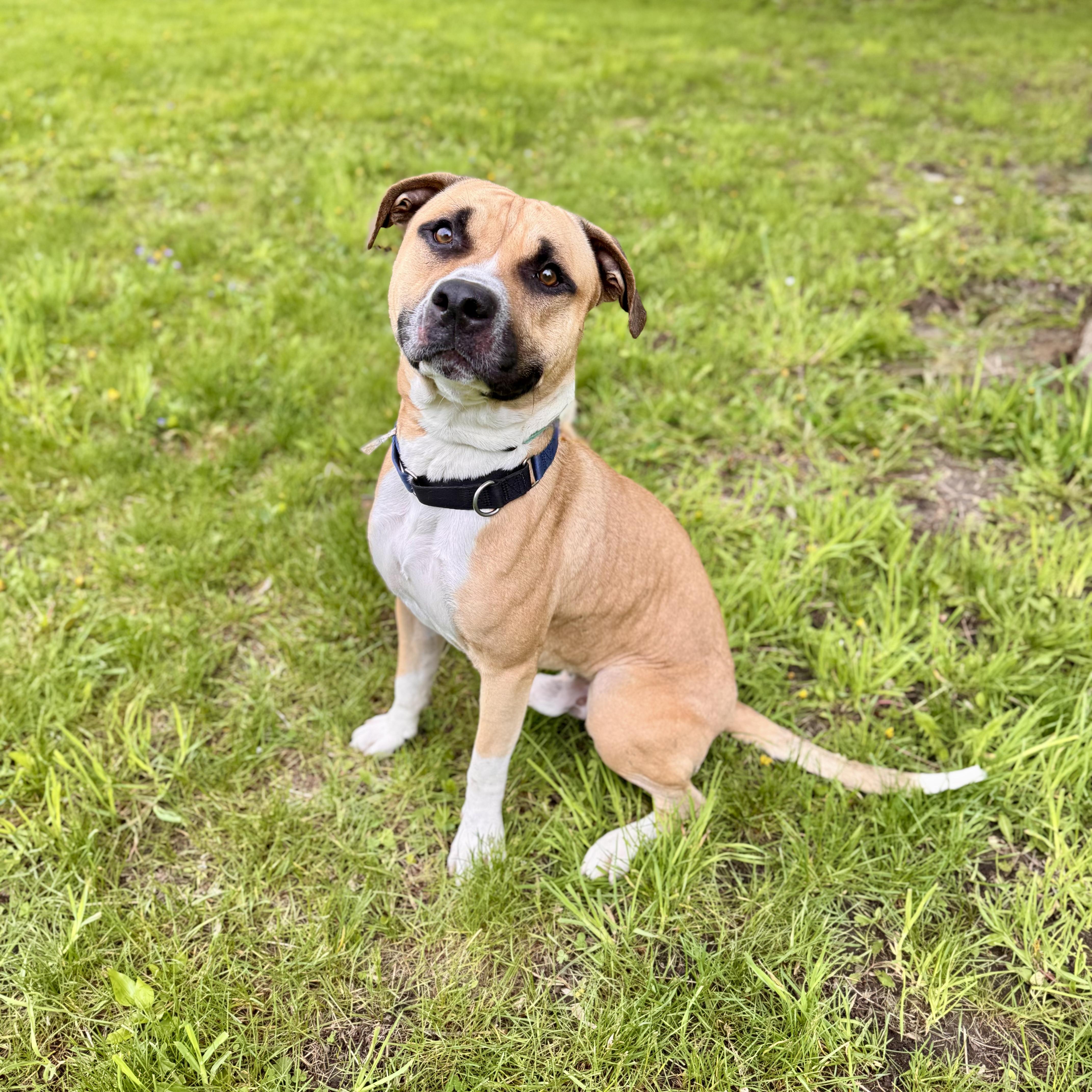Webby, a ADOPTABLE mixed breed in Midland, MI image 2/5