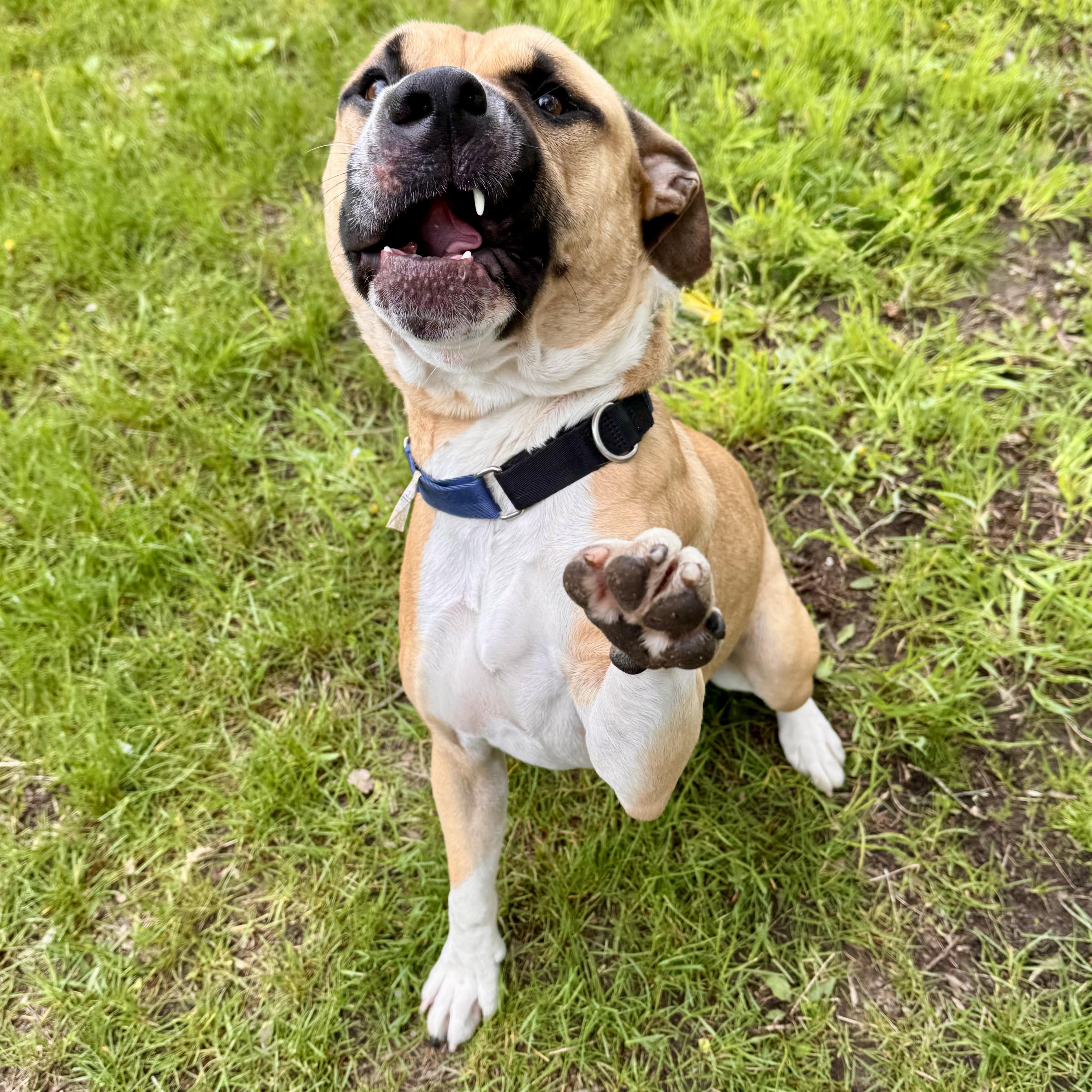 Webby, a ADOPTABLE mixed breed in Midland, MI image 5/5