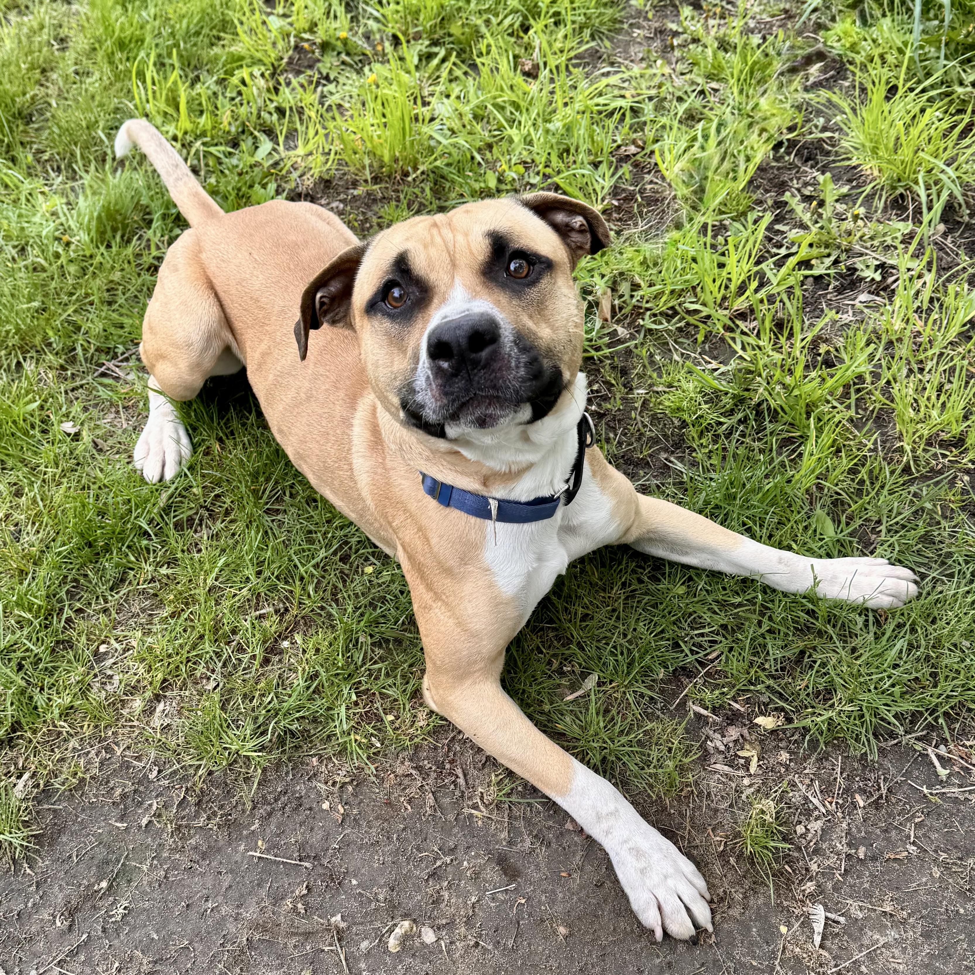 Webby, a ADOPTABLE mixed breed in Midland, MI image 3/5
