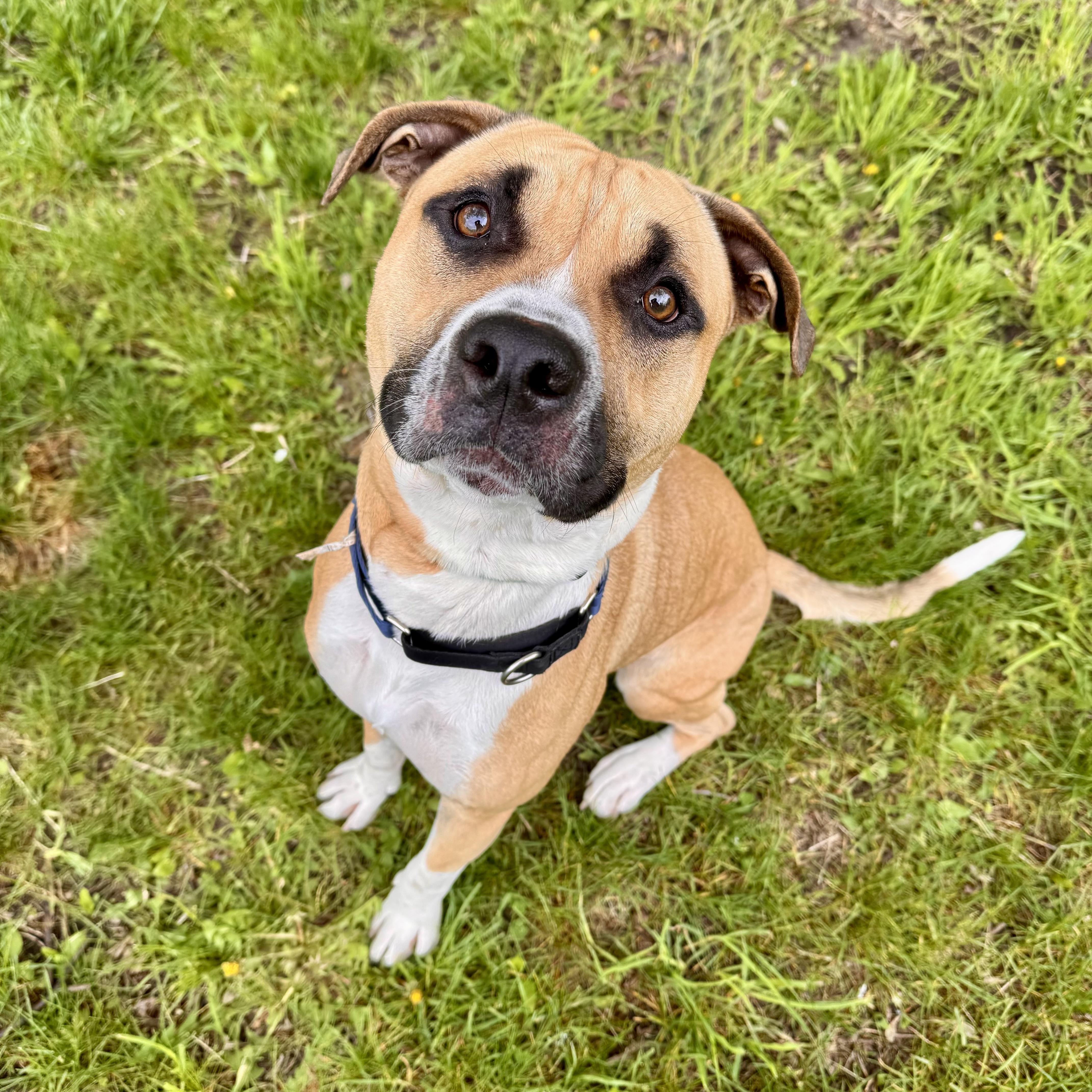 Webby, a ADOPTABLE mixed breed in Midland, MI image 1/5