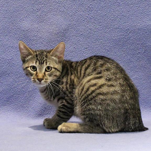 Riley, adopted, Kitten Female Domestic Short Hair.