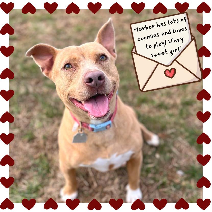 Harbor, Adoptable, Adult Female Mixed Breed.