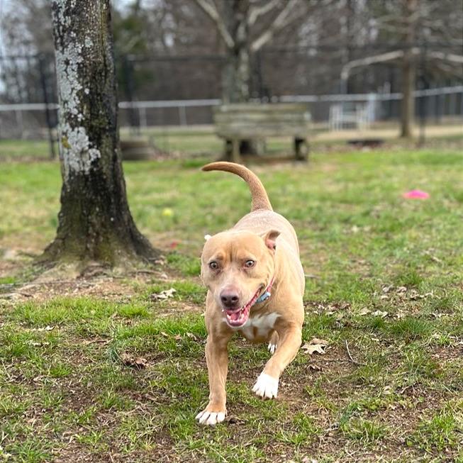 Enlarge Harbor, a Adoptable Mixed Breed in Chattanooga, TN image 1/4