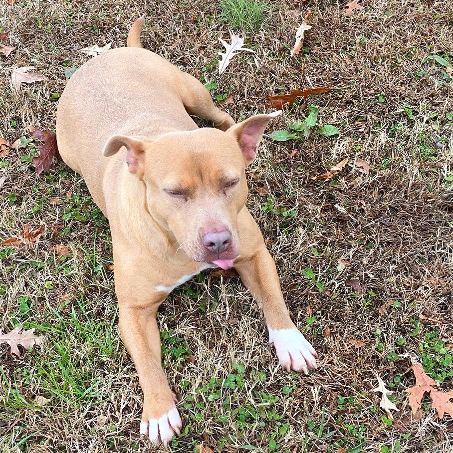 Harbor, Adoptable, Adult Female Mixed Breed.