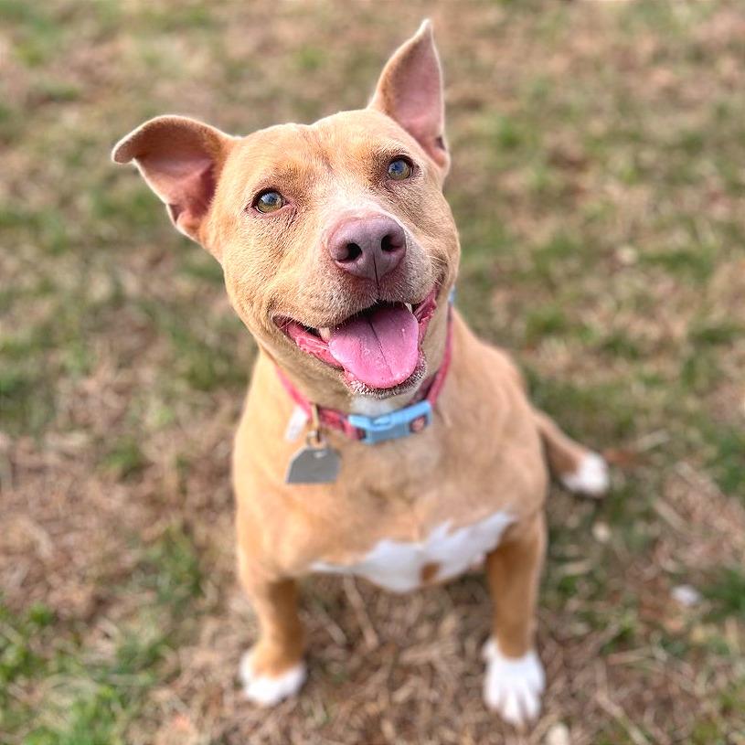 Enlarge Harbor, a Adoptable Mixed Breed in Chattanooga, TN image 3/4