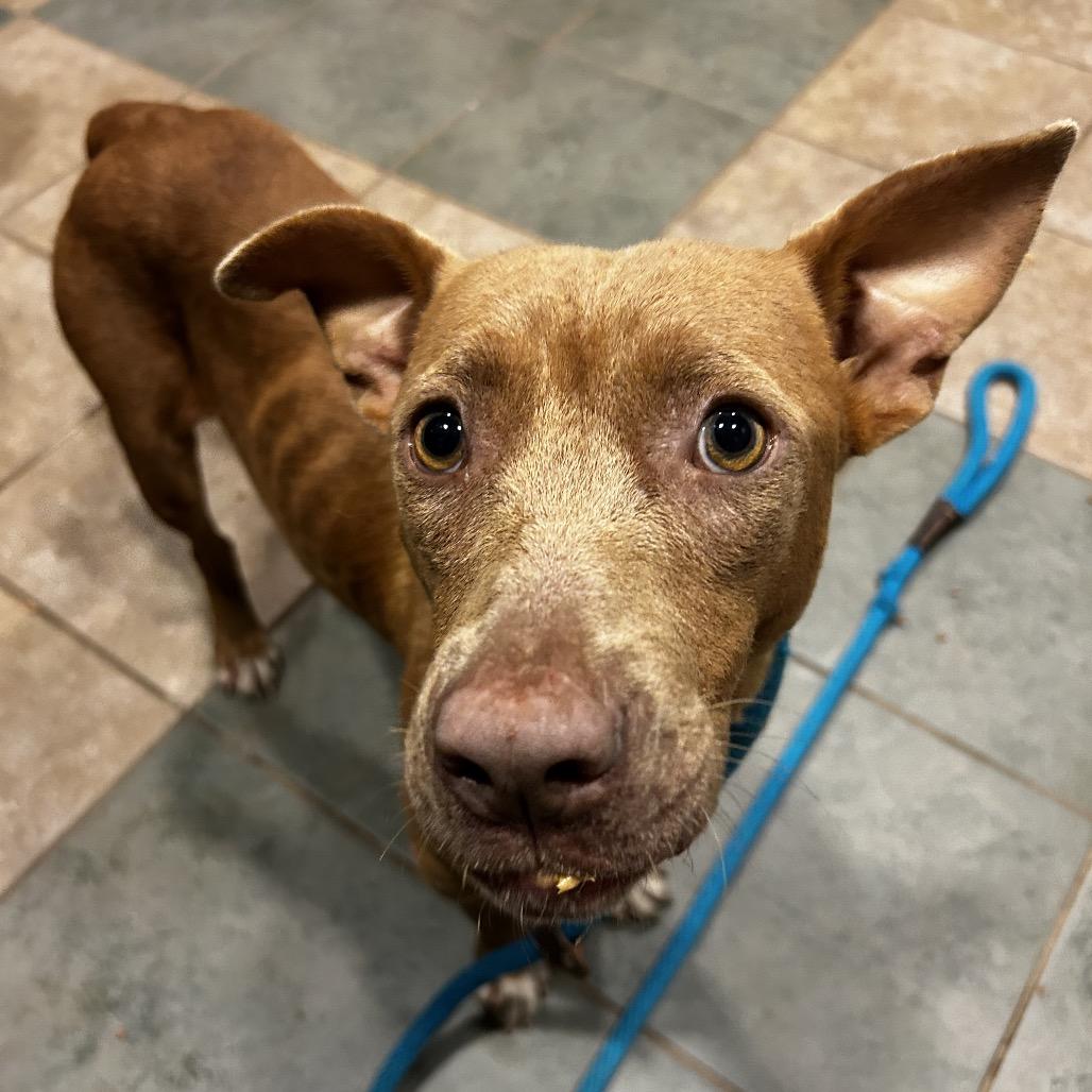 Enlarge Harbor, a Adoptable Mixed Breed in Chattanooga, TN image 2/3