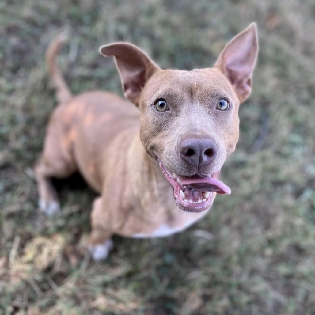 Enlarge Harbor, a Adoptable Mixed Breed in Chattanooga, TN image 3/3