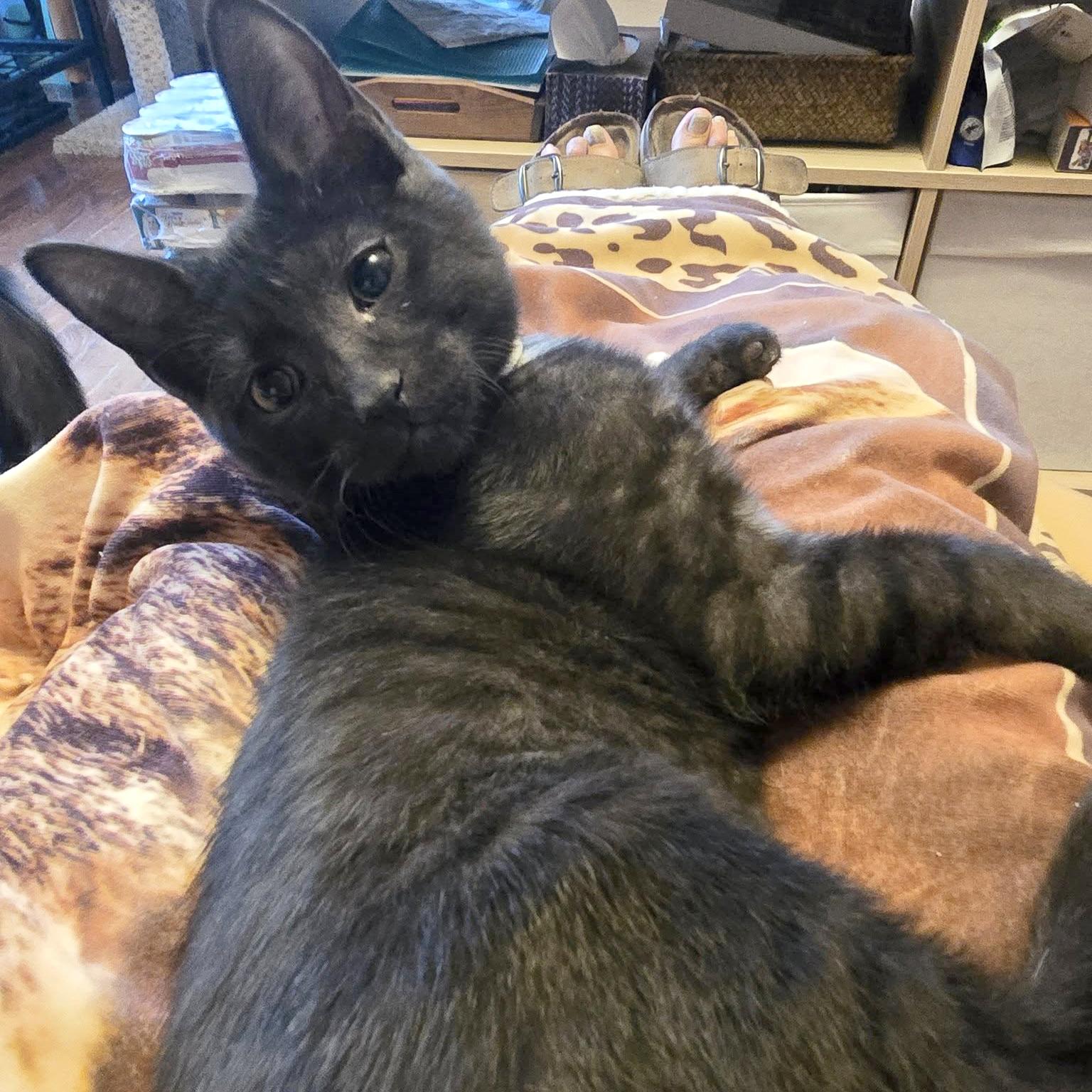 Peter - The Confident & Charming Leader!, a Adoptable Tabby in Hamilton, ON image 1/2