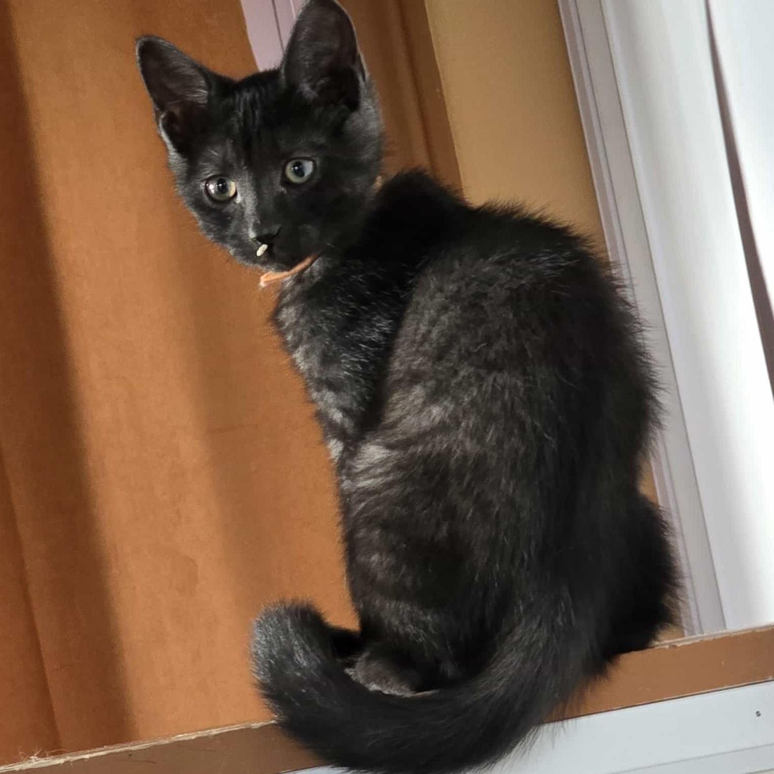 Peter - The Confident & Charming Leader!, a Adoptable Tabby in Hamilton, ON image 2/2