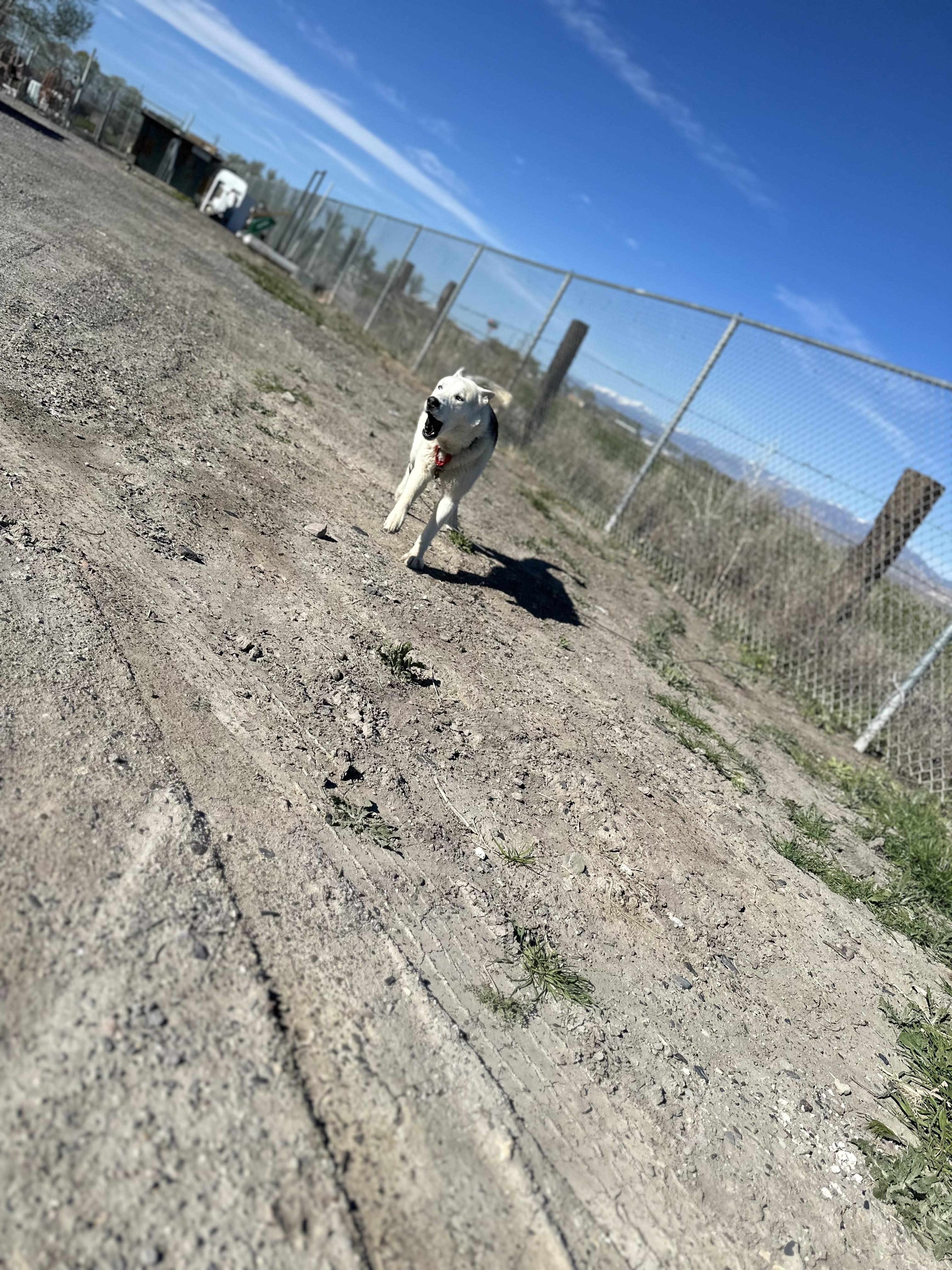 Enlarge Beau, a Adopted Husky in Lovelock, NV image 1/6