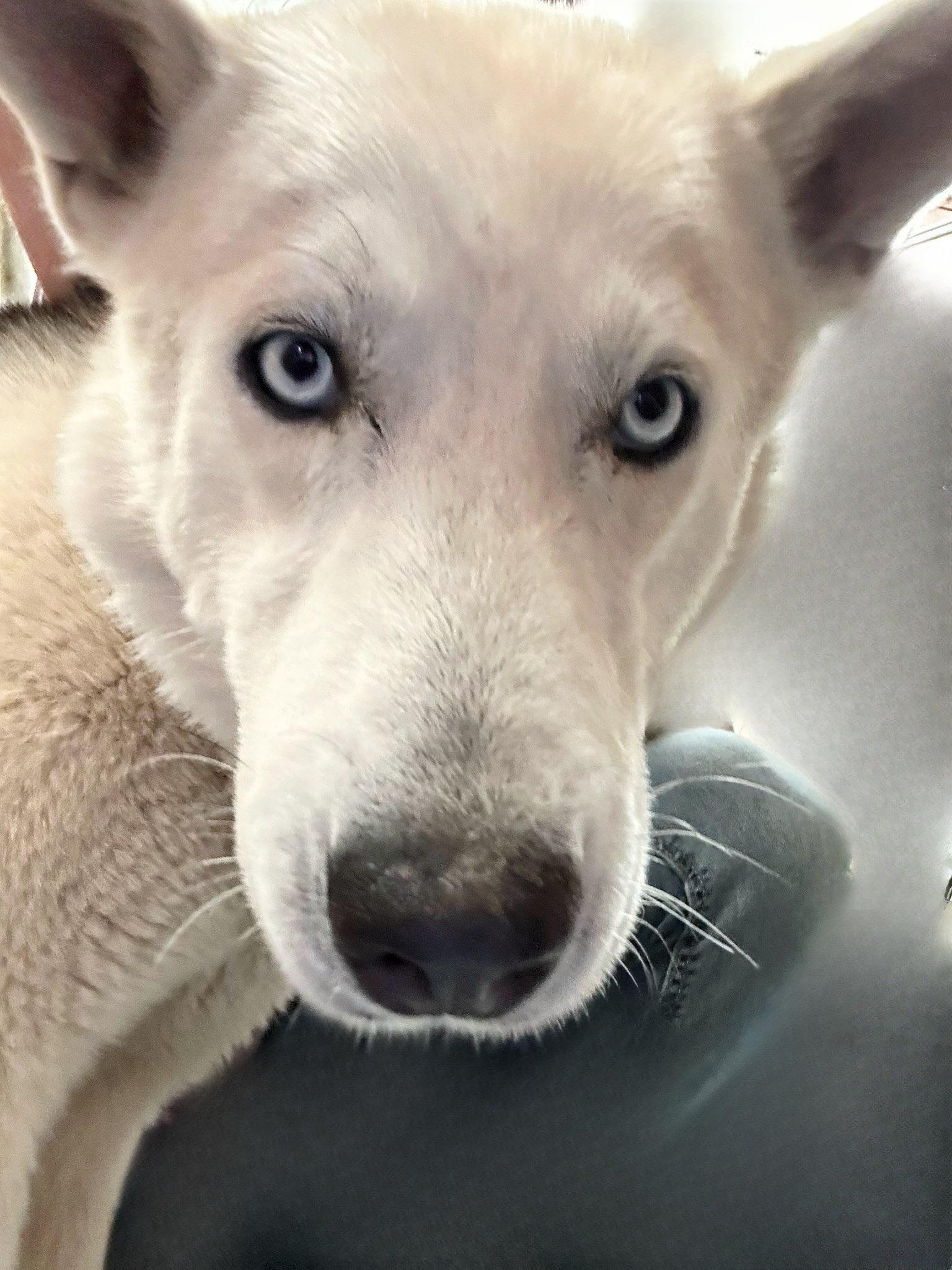 Enlarge Beau, a Adopted Husky in Lovelock, NV image 3/6