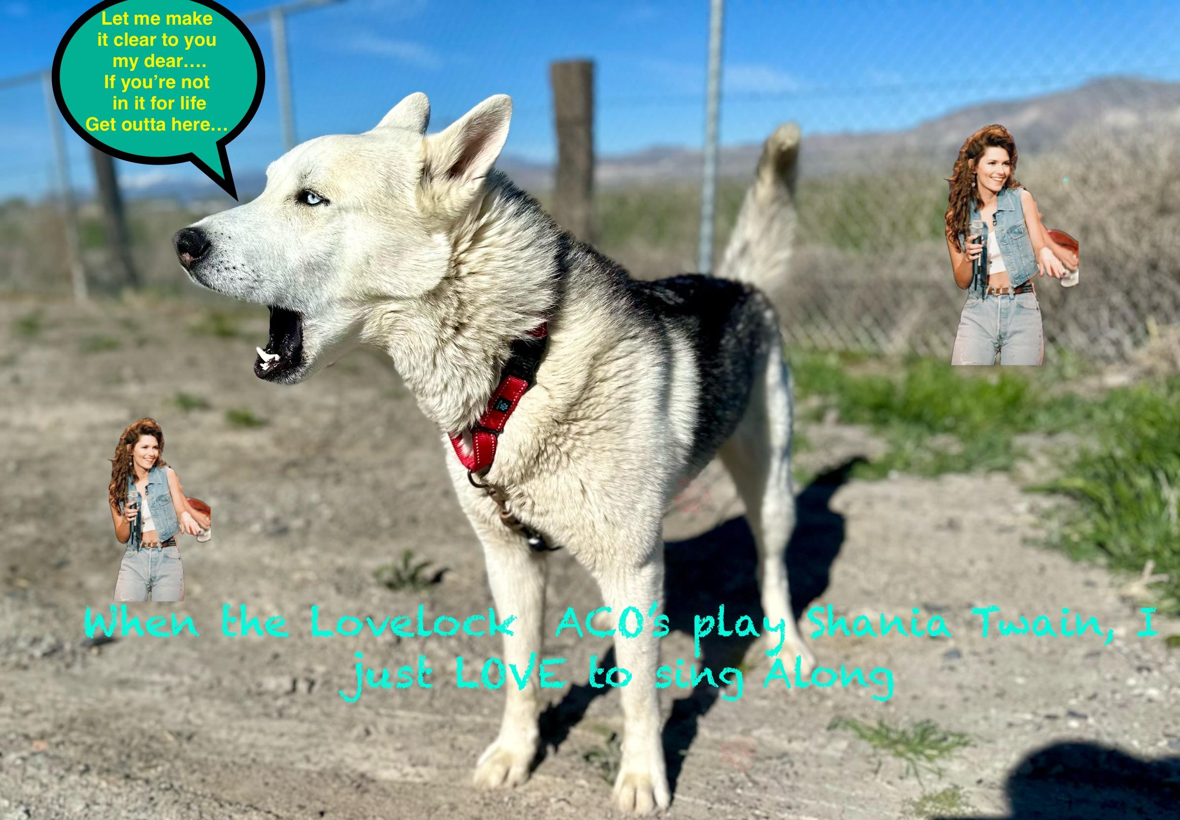 Enlarge Beau, a Adopted Husky in Lovelock, NV image 4/6