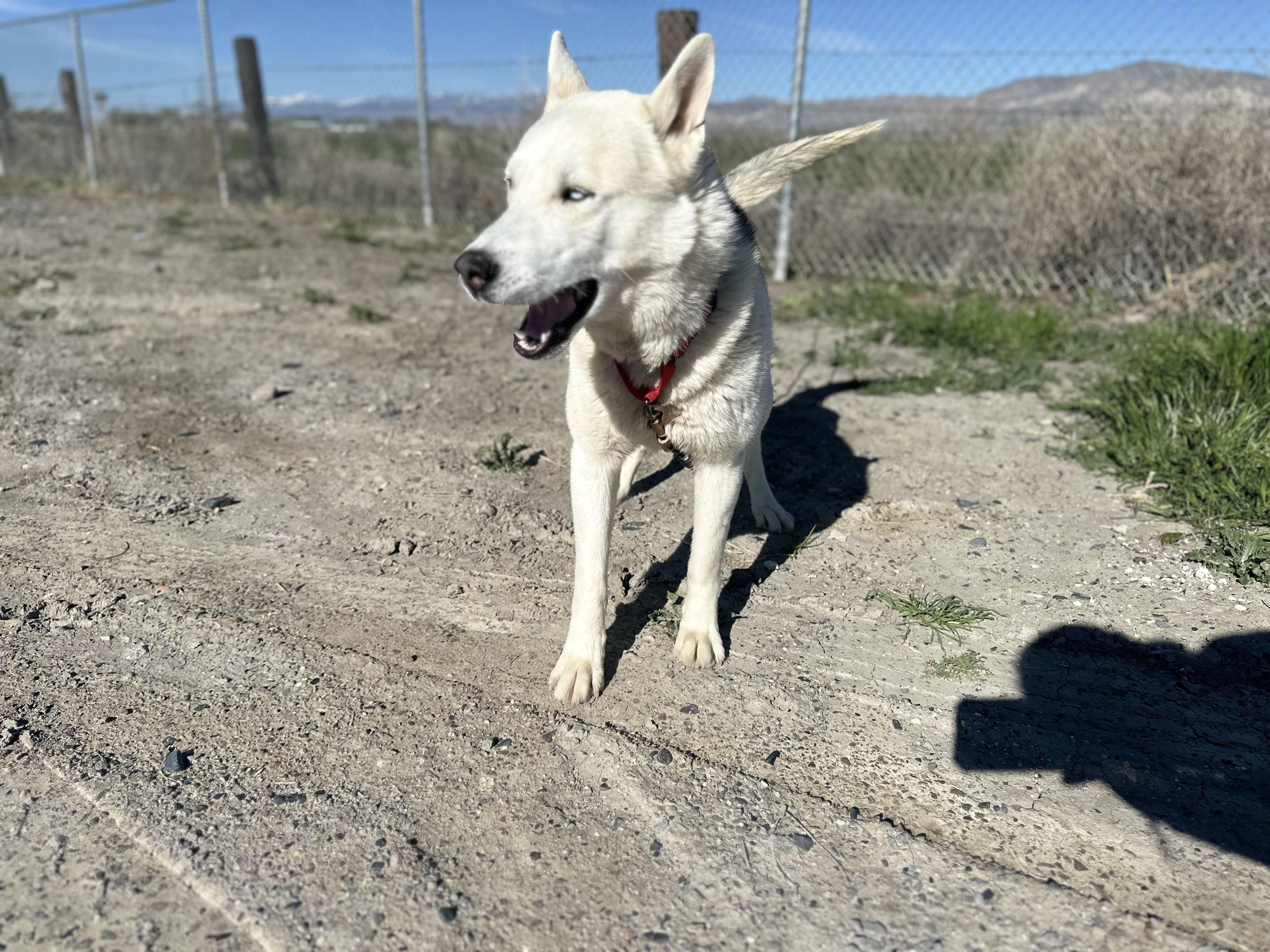 Enlarge Beau, a Adopted Husky in Lovelock, NV image 5/6