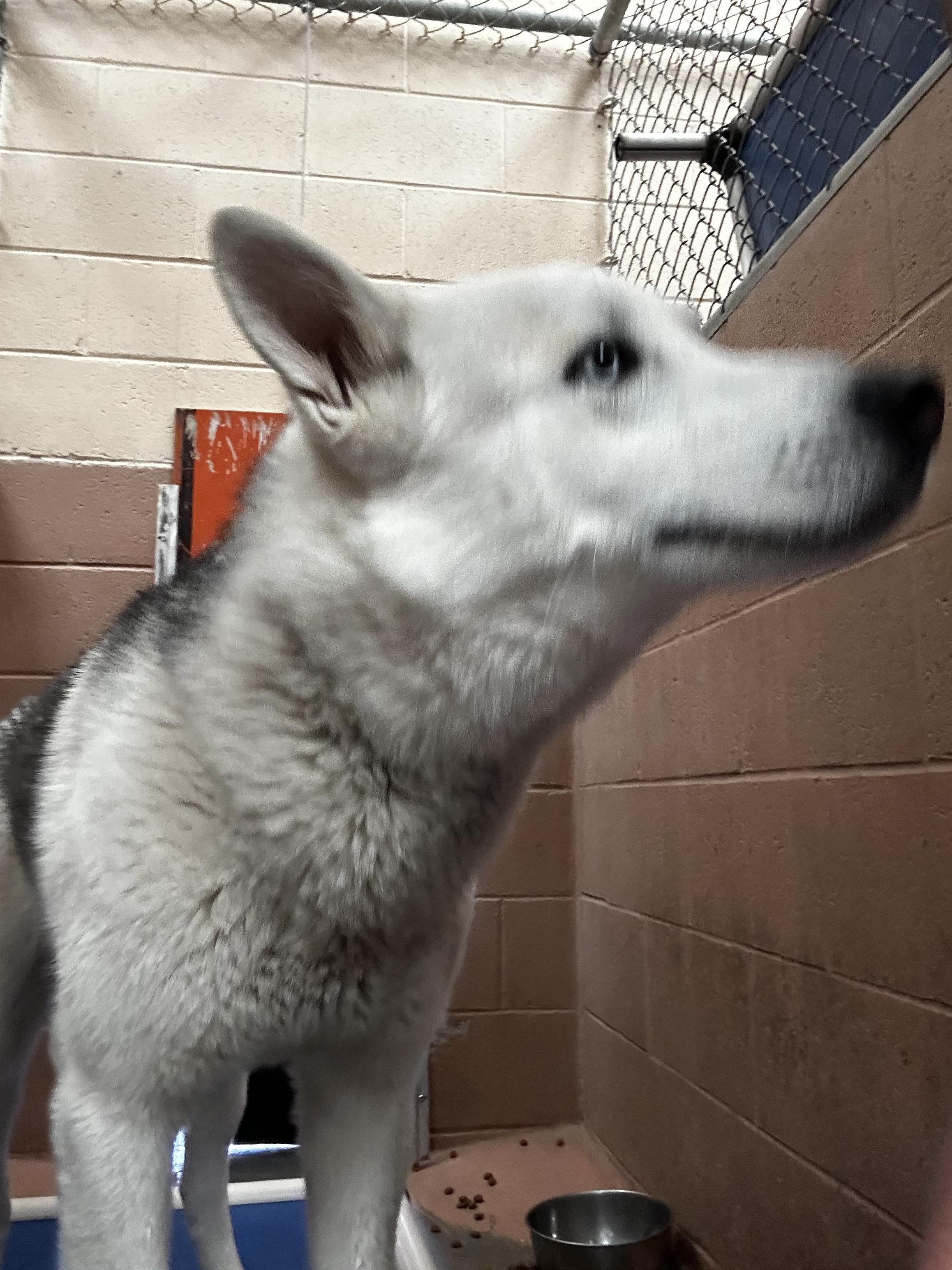 Enlarge Beau, a Adopted Husky in Lovelock, NV image 6/6