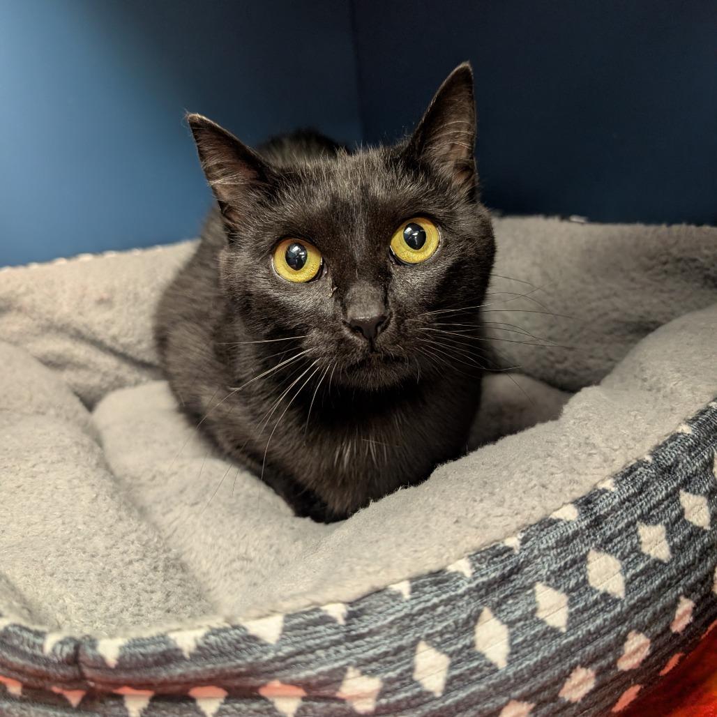 Enlarge Louise, a Adoptable Domestic Short Hair in Watertown, NY image 1/3