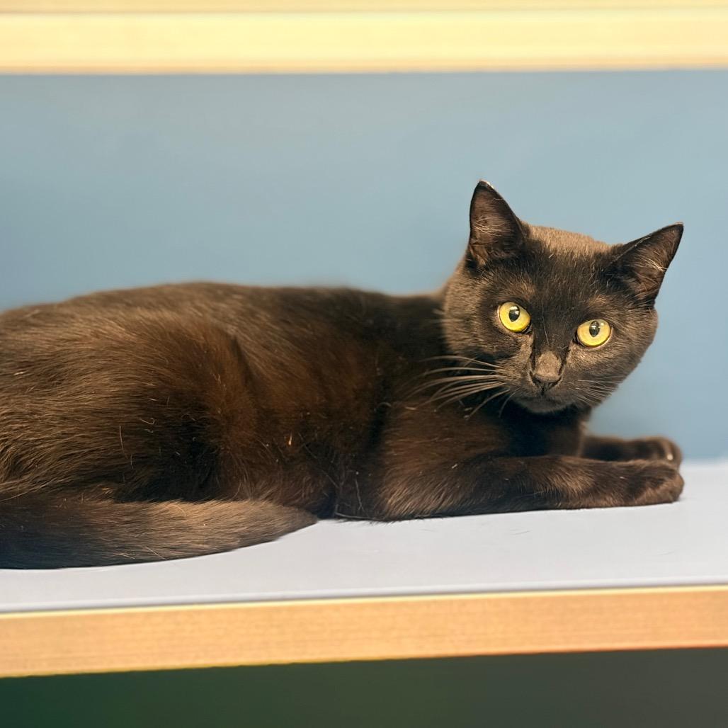 Enlarge Louise, a Adoptable Domestic Short Hair in Watertown, NY image 2/3