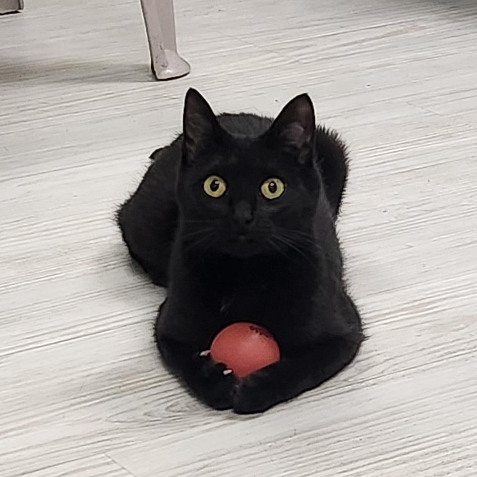 Enlarge Louise, a Adoptable Domestic Short Hair in Watertown, NY image 3/3