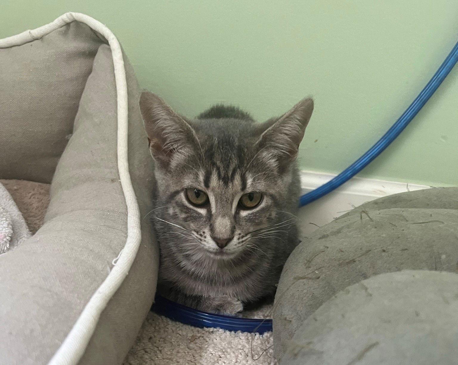 Enlarge Pawla, a Adoptable Domestic Short Hair in Southaven, MS image 1/3