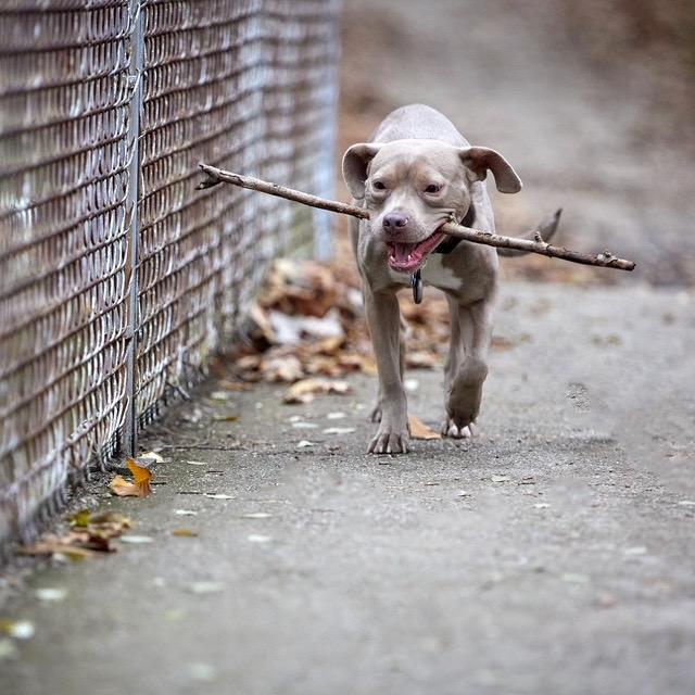 Enlarge Maddie, a Adoptable mixed breed in Chicago, IL image 3/6