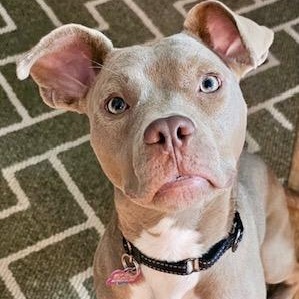 Maddie, Adoptable, Young Female Pit Bull Terrier.