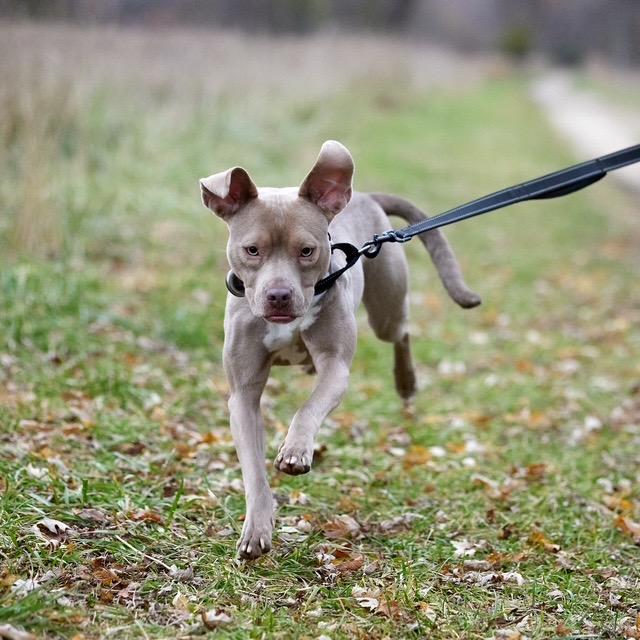 Enlarge Maddie, a Adoptable mixed breed in Chicago, IL image 5/6