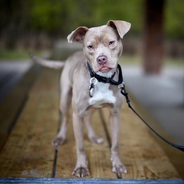 Enlarge Maddie, a Adoptable mixed breed in Chicago, IL image 6/6