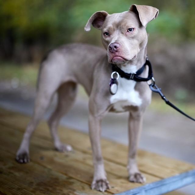 Enlarge Maddie, a Adoptable mixed breed in Chicago, IL image 2/6