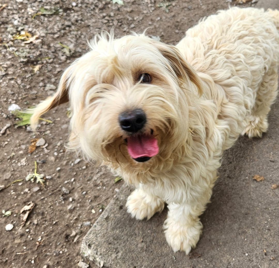 Opal, an adoptable Labradoodle in Liberty Center, OH, 43532 | Photo Image 1