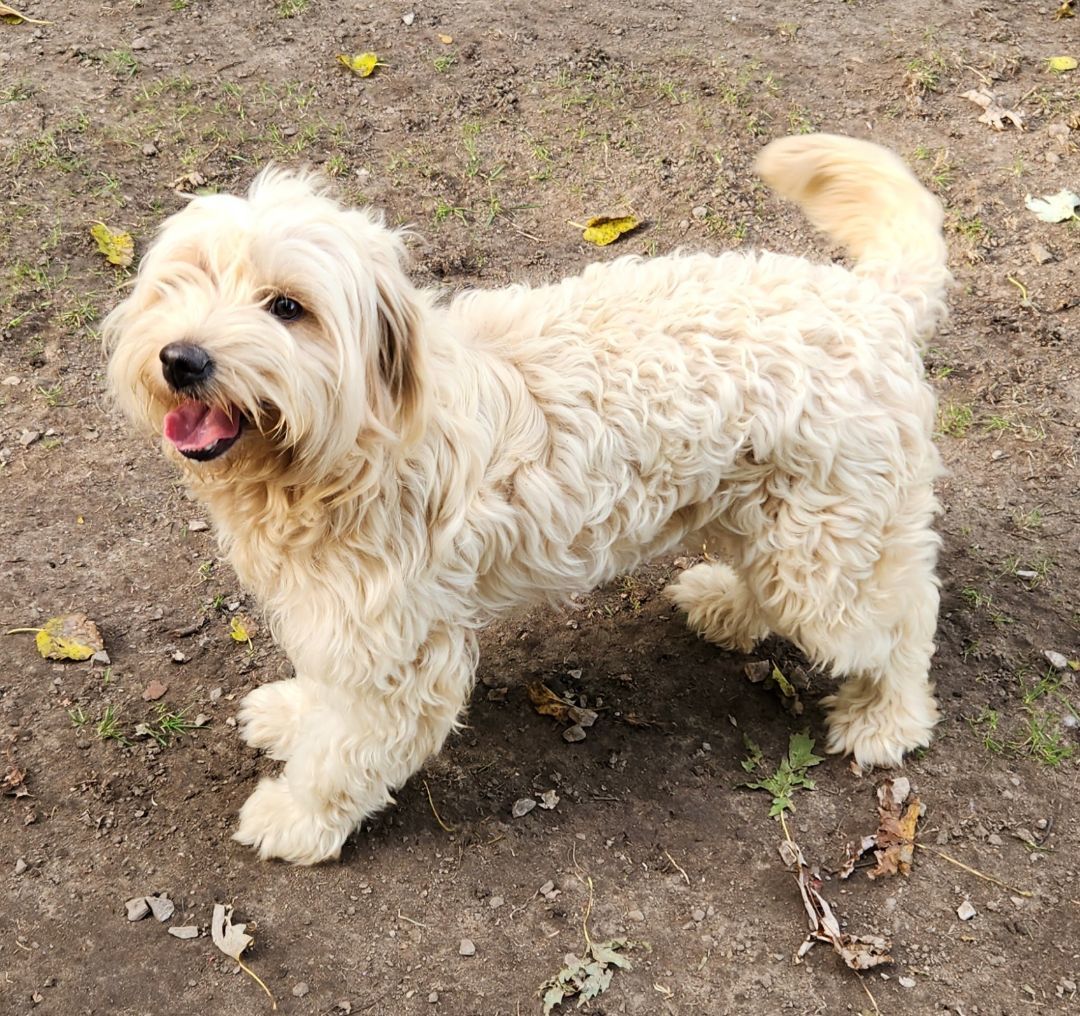 Opal, an adoptable Labradoodle in Liberty Center, OH, 43532 | Photo Image 3