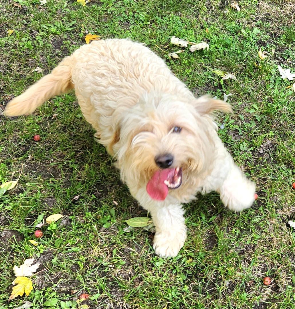 Opal, an adoptable Labradoodle in Liberty Center, OH, 43532 | Photo Image 5