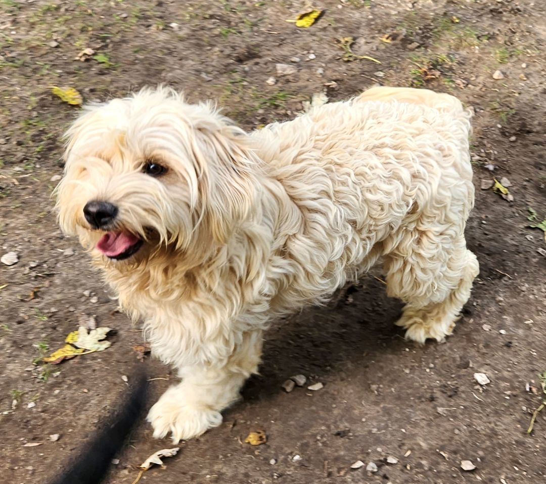 Opal, an adoptable Labradoodle in Liberty Center, OH, 43532 | Photo Image 2