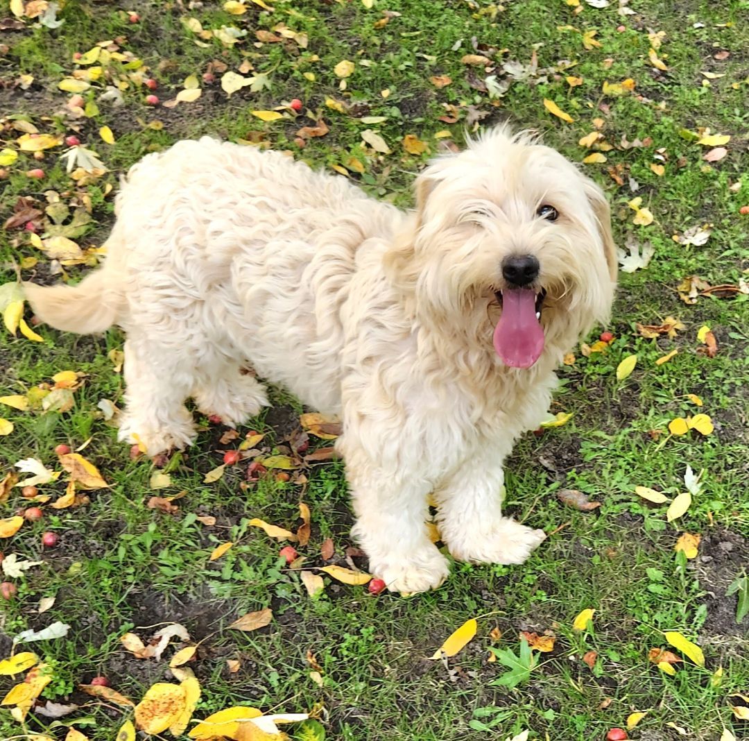 Opal, an adoptable Labradoodle in Liberty Center, OH, 43532 | Photo Image 4