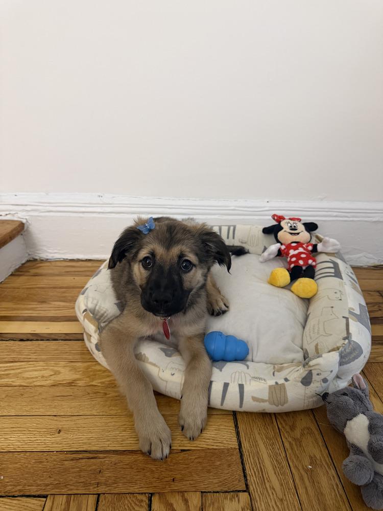 Shyla, Adoptable, Puppy Female Collie & Beagle.