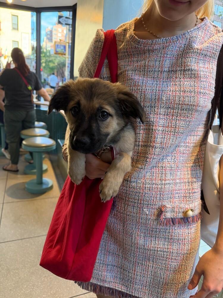 Enlarge Shyla, a Adoptable mixed breed in Manhattan, NY image 2/2