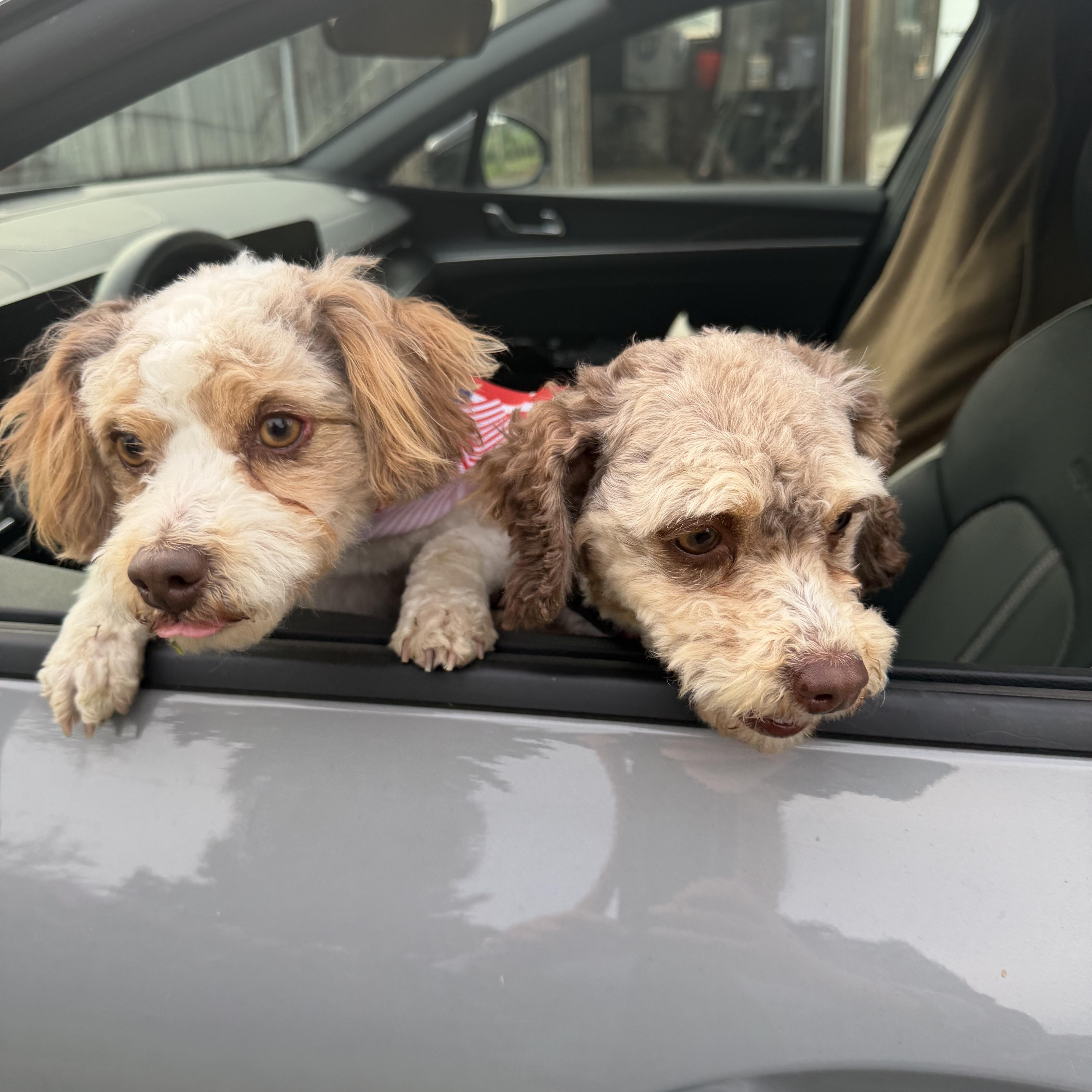 Ollee and Hartley, an adopted Aussiedoodle in Plummer, ID image 5/5
