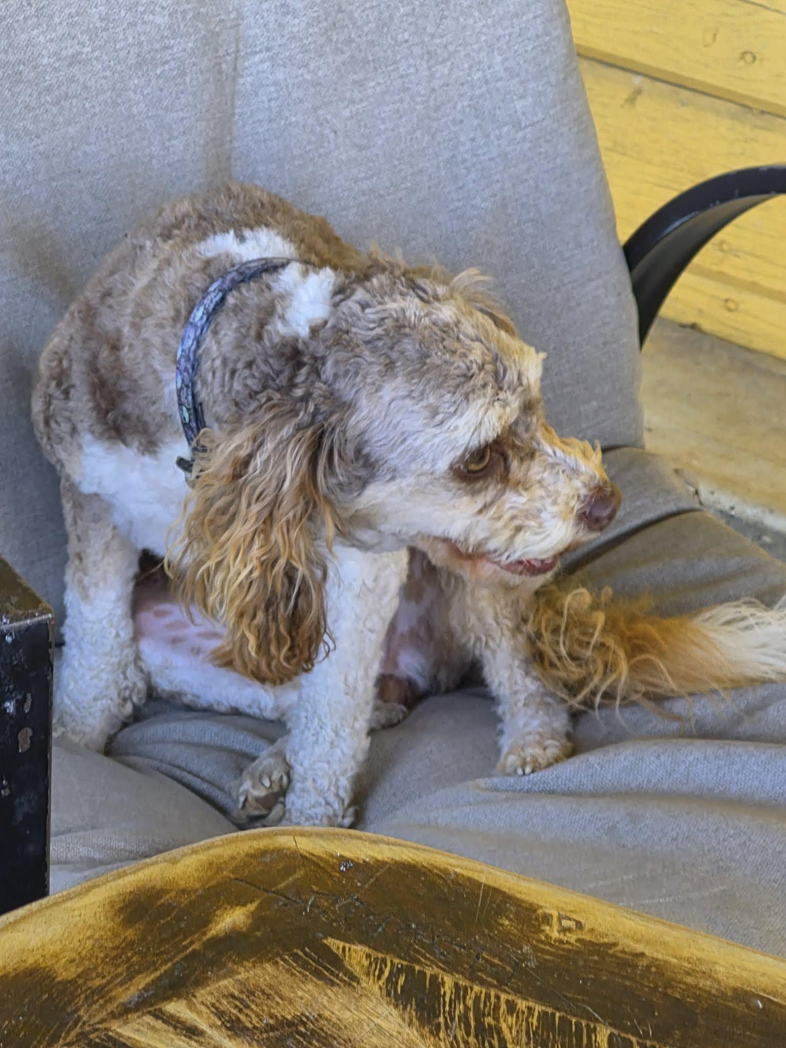 Ollee and Hartley, an adopted Aussiedoodle in Plummer, ID image 2/5