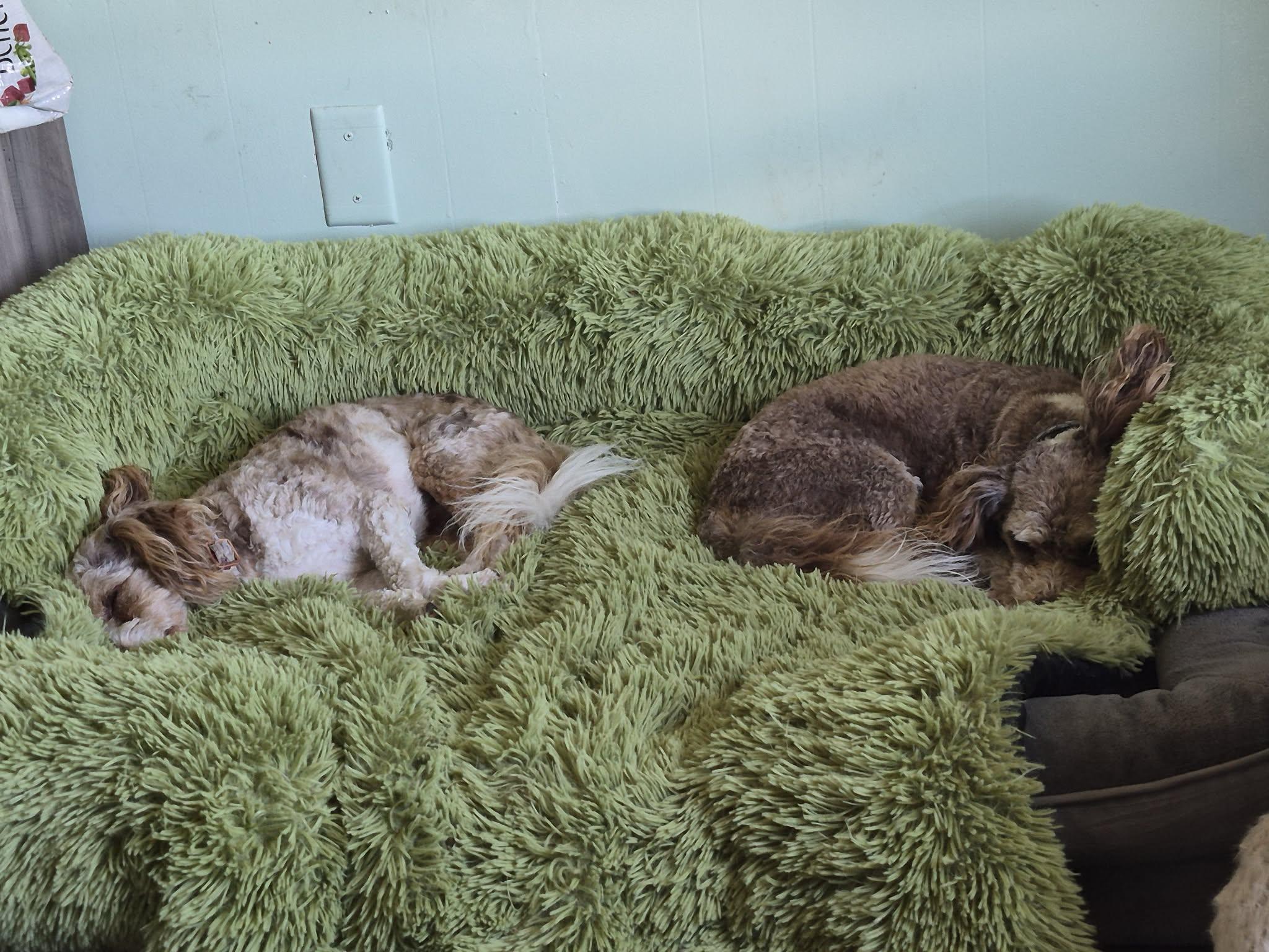Ollee and Hartley, an adopted Aussiedoodle in Plummer, ID image 4/5