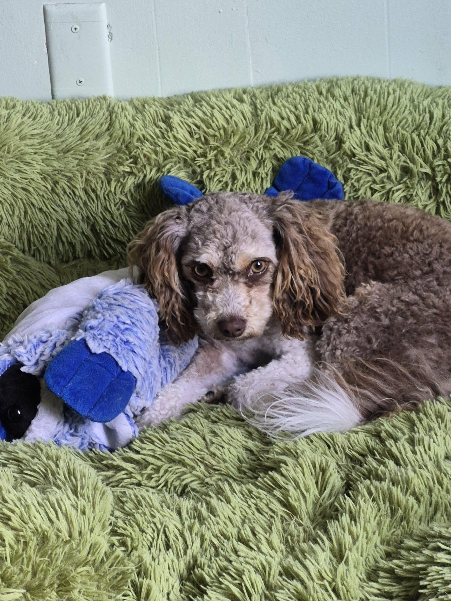 Ollee and Hartley, an adopted Aussiedoodle in Plummer, ID image 3/5