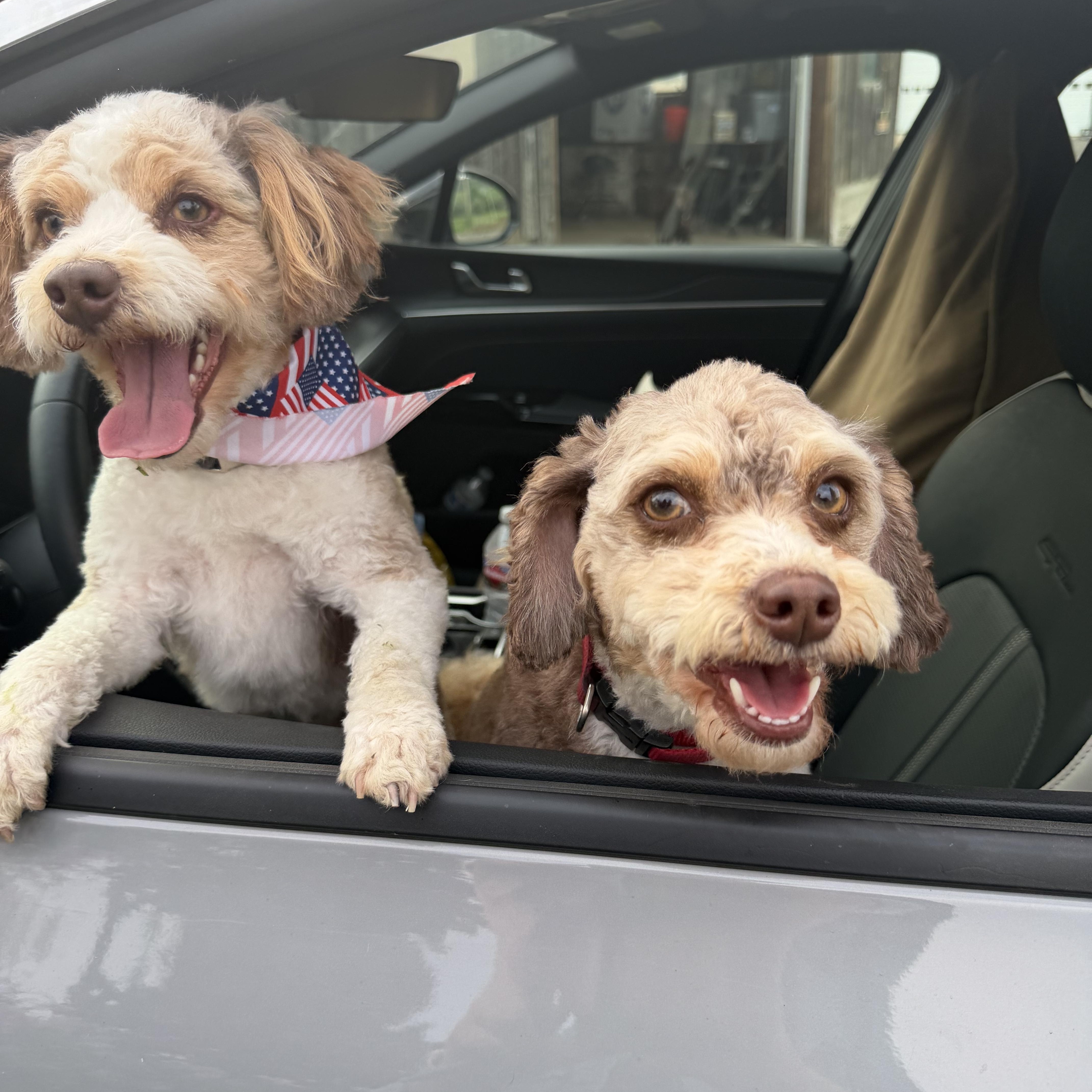 Ollee and Hartley, adopted, Young Female Aussiedoodle.