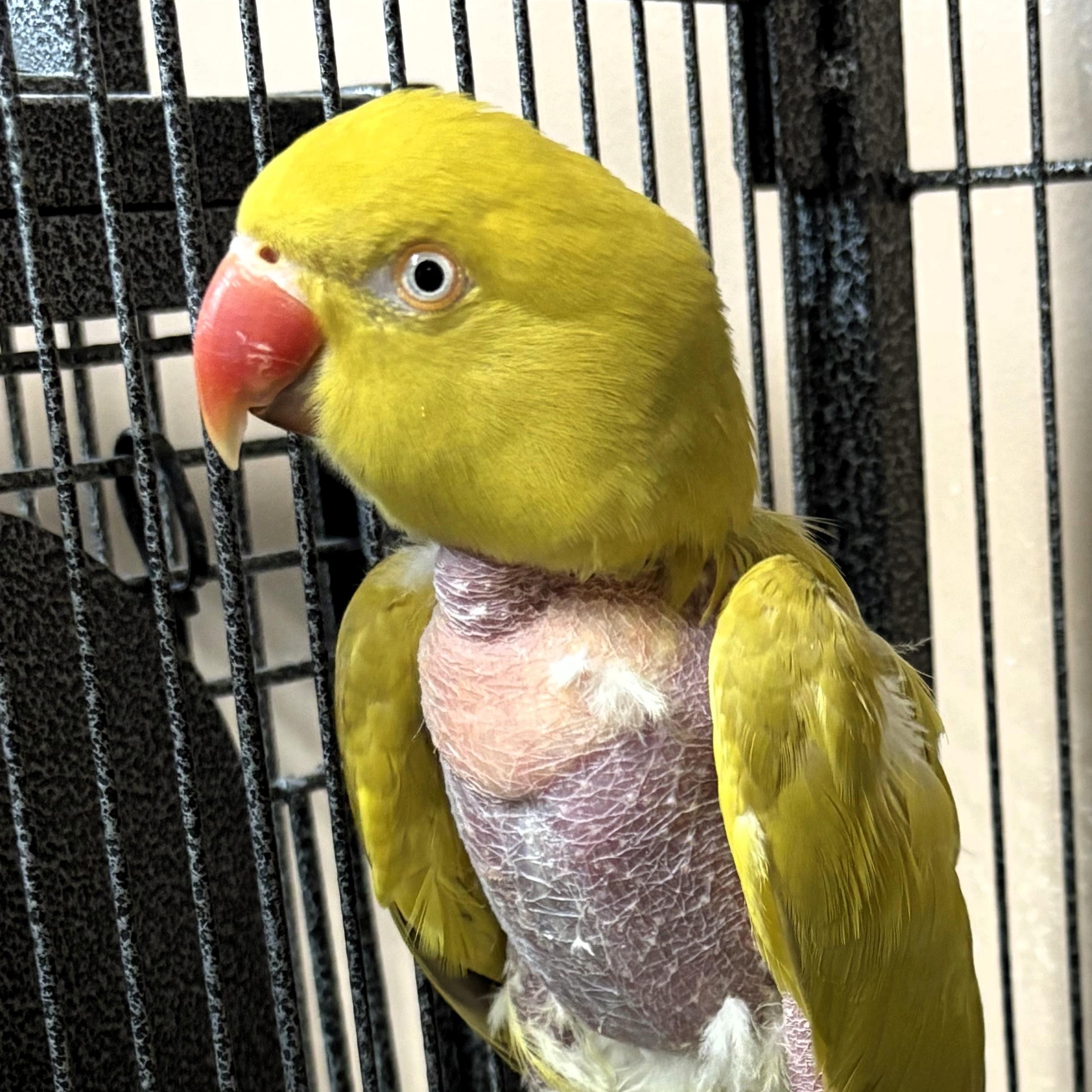 Petey, Adoptable, Adult Female Ringneck / Psittacula.