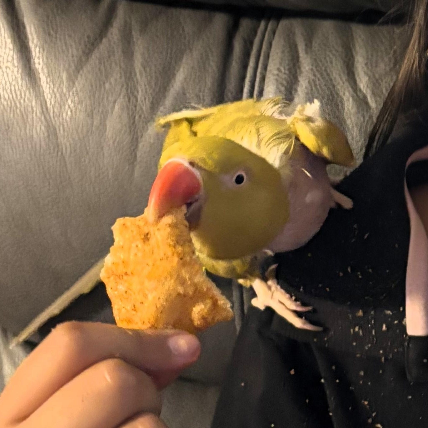 Petey, a Adoptable Ringneck / Psittacula in Lenexa, KS image 2/2