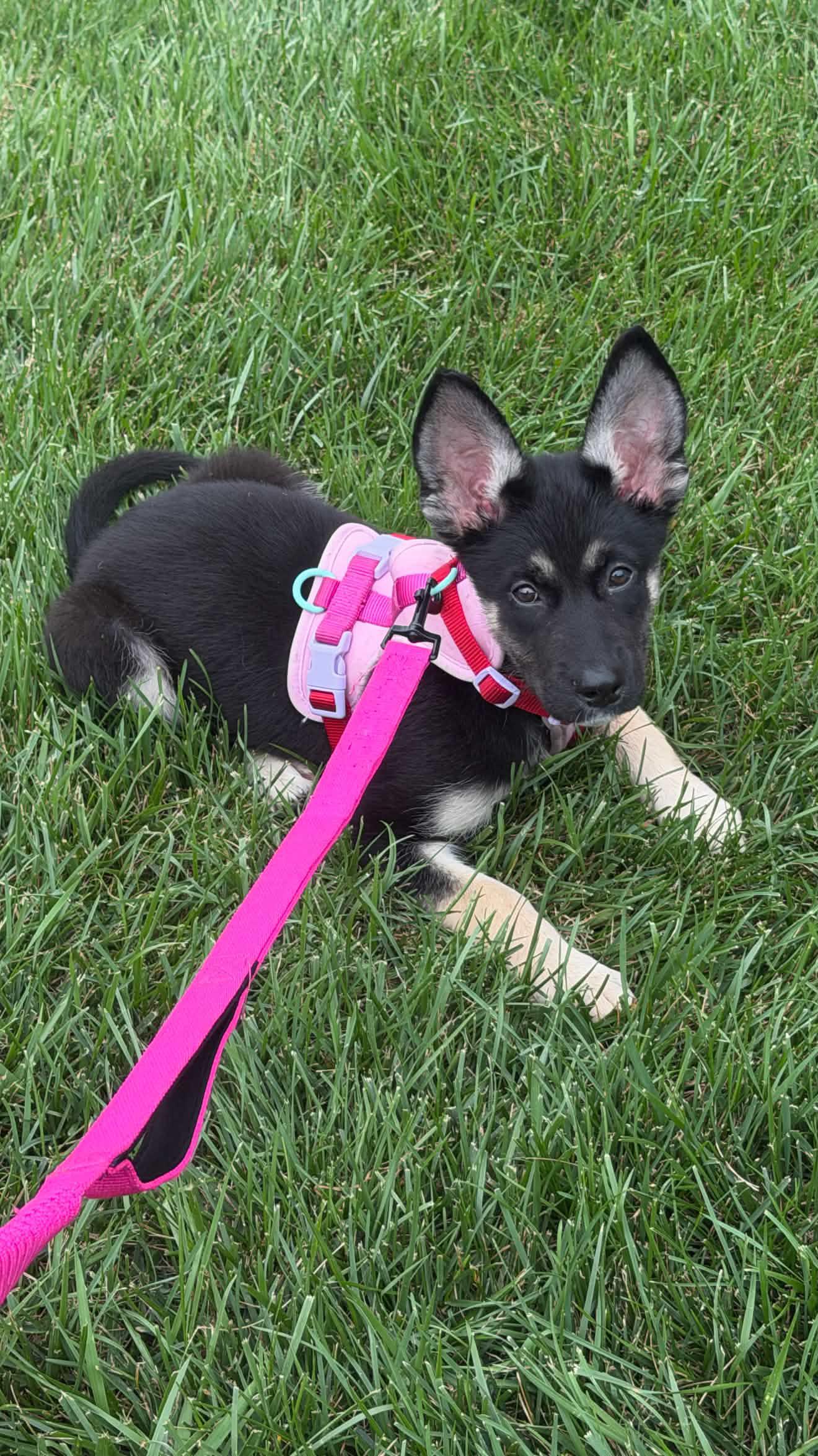 Kya, a ADOPTABLE mixed breed in Oceanport, NJ image 2/4